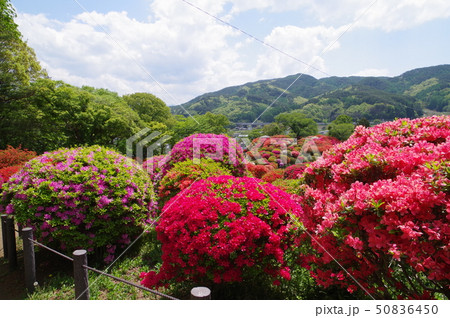 信州　岡谷　鶴峯公園（つるみねこうえん）　３万株が咲きほこるツツジの名所 50836450