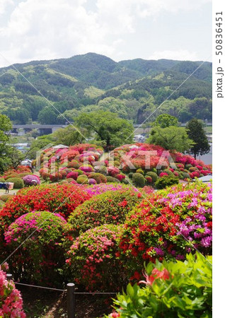 信州　岡谷　鶴峯公園（つるみねこうえん）　３万株が咲きほこるツツジの名所 50836451