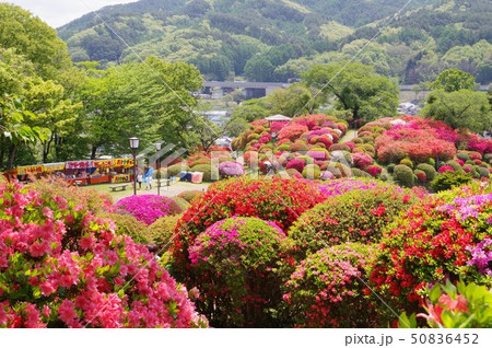 信州 岡谷 鶴峯公園(つるみねこうえん) 3万株が咲きほこるツツジの名所 信州 岡谷 鶴峯公園(つるみねこうえん) 3万株が咲きほこるツツジの名所 50836452