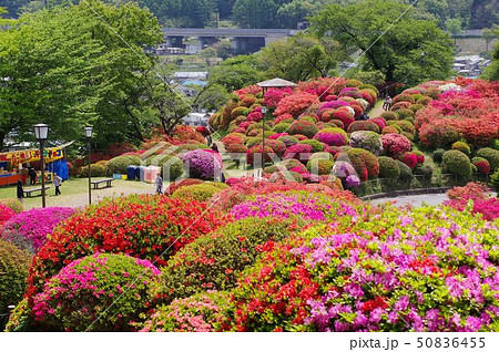 信州　岡谷　鶴峯公園（つるみねこうえん）　３万株が咲きほこるツツジの名所 50836455