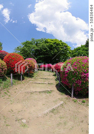 信州　岡谷　鶴峯公園（つるみねこうえん）　３万株が咲きほこるツツジの名所 50836464