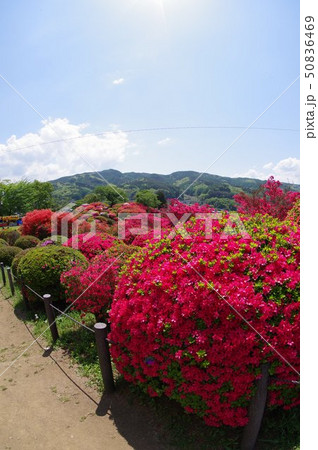 信州 岡谷 鶴峯公園(つるみねこうえん) 3万株が咲きほこるツツジの名所 信州 岡谷 鶴峯公園(つるみねこうえん) 3万株が咲きほこるツツジの名所 50836469