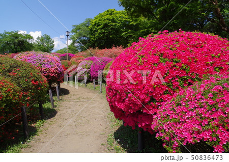 信州　岡谷　鶴峯公園（つるみねこうえん）　３万株が咲きほこるツツジの名所 50836473