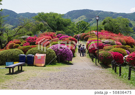 信州　岡谷　鶴峯公園（つるみねこうえん）　３万株が咲きほこるツツジの名所 50836475