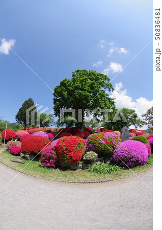 信州　岡谷　鶴峯公園（つるみねこうえん）　３万株が咲きほこるツツジの名所 50836481