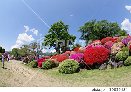 信州　岡谷　鶴峯公園（つるみねこうえん）　３万株が咲きほこるツツジの名所 50836484