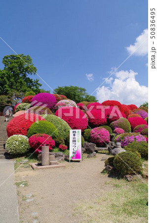 信州 岡谷 鶴峯公園(つるみねこうえん) 3万株が咲きほこるツツジの名所 信州 岡谷 鶴峯公園(つるみねこうえん) 3万株が咲きほこるツツジの名所 50836495