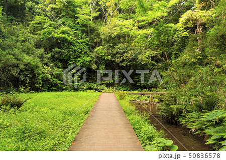 小網代（初夏） 50836578