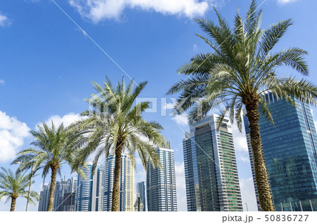 ドバイ　ヤシの木と高層ビル 50836727