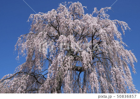 南小倉のしだれ桜 50836857
