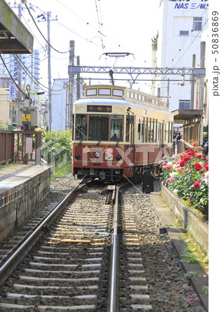 都電荒川線　三ノ輪橋駅のバラ号 50836869