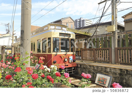 都電荒川線 三ノ輪橋駅のバラ号 都電荒川線 三ノ輪橋駅のバラ号 50836872