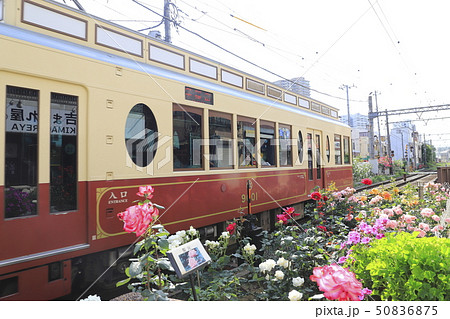 都電荒川線 三ノ輪橋駅のバラ号 都電荒川線 三ノ輪橋駅のバラ号 50836875
