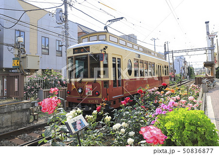 都電荒川線　三ノ輪橋駅のバラ号 50836877