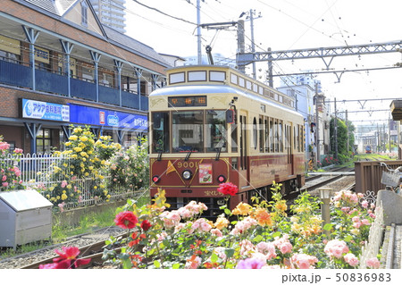都電荒川線　三ノ輪橋駅のバラ号 50836983