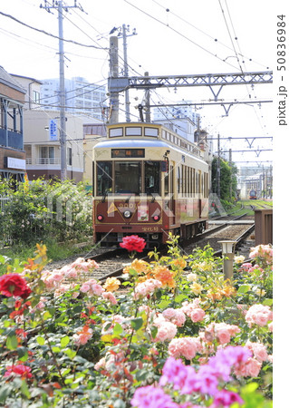 都電荒川線 三ノ輪橋駅のバラ号 都電荒川線 三ノ輪橋駅のバラ号 50836984