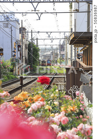 都電荒川線 三ノ輪橋駅のバラ号 都電荒川線 三ノ輪橋駅のバラ号 50836987