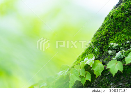 爽やかな新緑イメージ　森林　葉っぱ　エコロジー　見上げる　植物　春イメージ 50837184