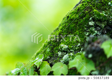 爽やかな新緑イメージ　森林　葉っぱ　エコロジー　見上げる　植物　春イメージ 50837189