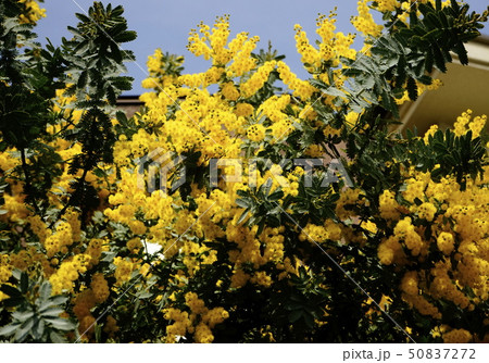 アカシア　黄色花 50837272