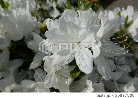 満開の白ツツジ 50837606