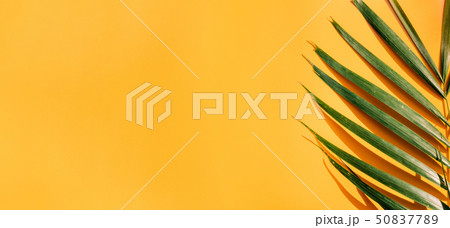 Palm leaf with hard shadow on yellow summer wall 50837789