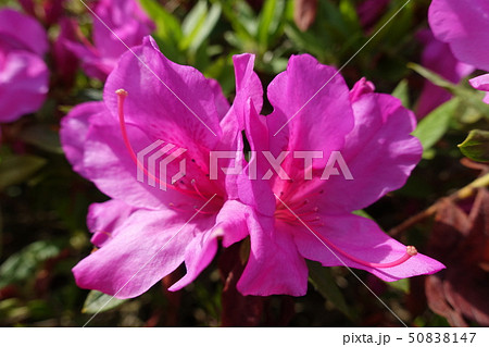 満開のピンクつつじ 50838147