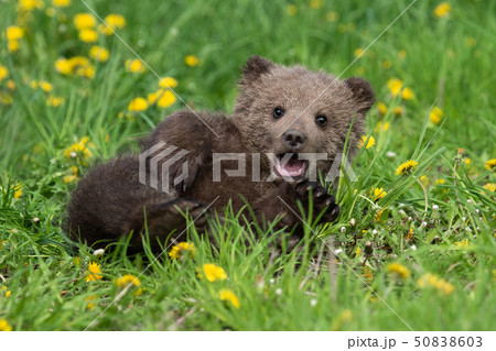 Brown bear cub playing on the summer field 50838603