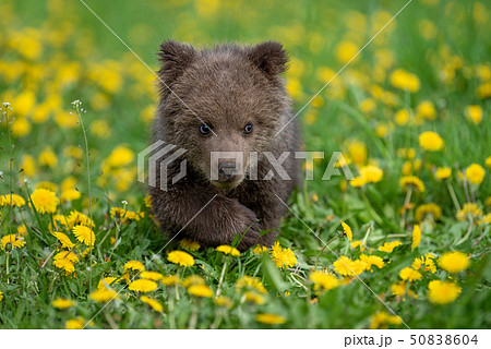 Brown bear cub playing on the summer field Brown bear cub playing on the summer field 50838604