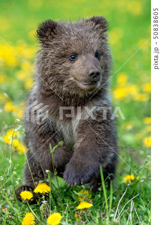 Brown bear cub playing on the summer field 50838605