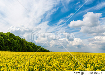 Spring flower field and blue sky 50838624
