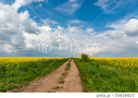 Road in rield of yellow rapeseed against and blue 50838625