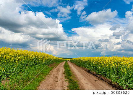 Road in rield of yellow rapeseed against and blue 50838626