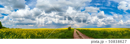 Road in rield of yellow rapeseed against and blue 50838627