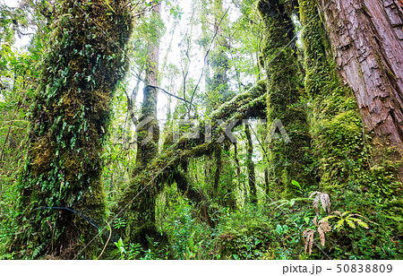 Forest in Chile 50838809