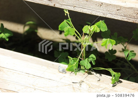 クローバー 50839476