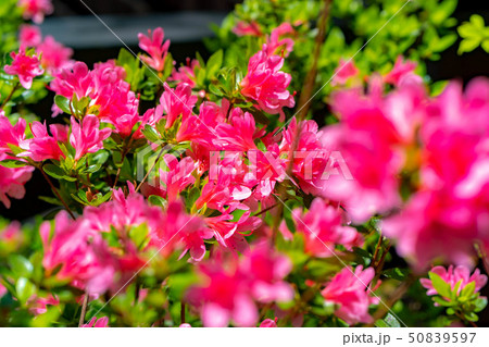 山躑躅 満開 【長野県】 山躑躅 満開 【長野県】 50839597