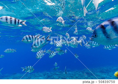 海中公園の熱帯魚 小笠原の写真素材