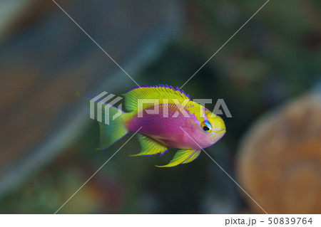 ニラミハナダイのメス 50839764