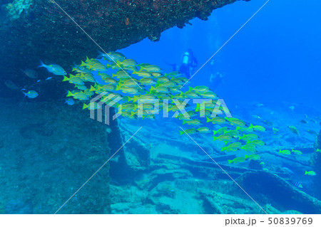 沈船　バラ沈に群れるヨスジフエダイの群れ 50839769