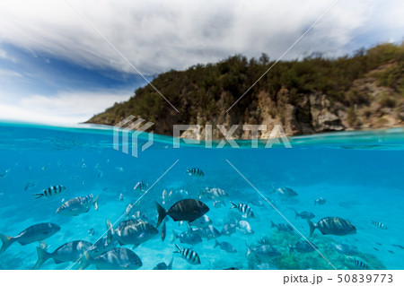 小笠原 海中公園の熱帯魚 小笠原 海中公園の熱帯魚 50839773