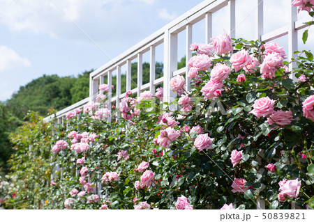 バラ苑 バラ苑 50839821
