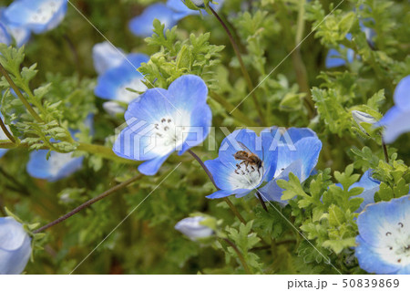 ネモフィラと蜂 50839869