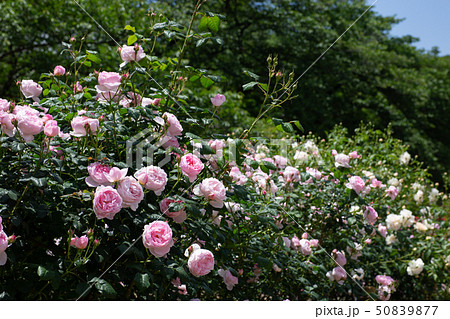 バラ苑 50839877