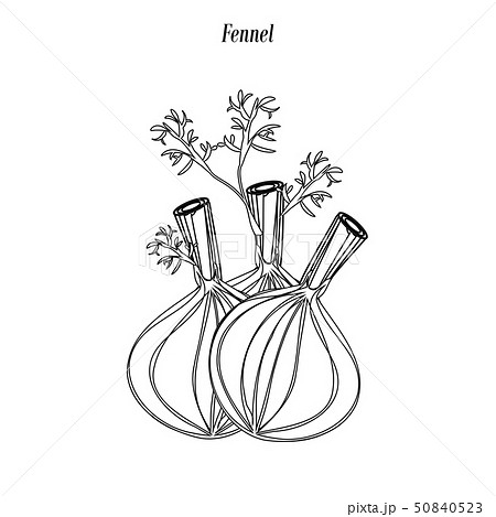 Fennel illustration outline 50840523