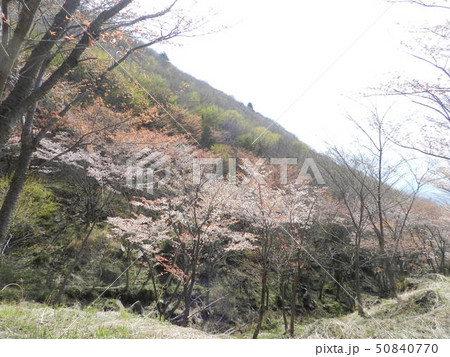 くじゅうの山桜 くじゅうの山桜 50840770