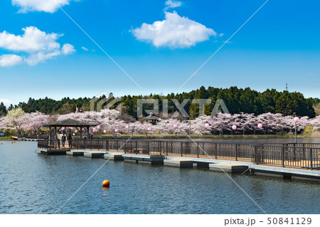 宮城平筒沼ふれあい公園の浮橋と満開の桜並木 50841129