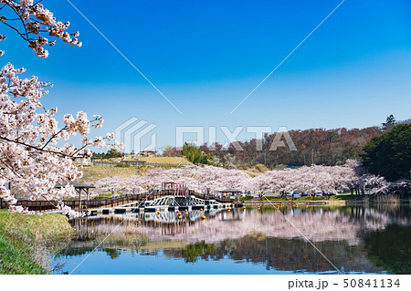 宮城平筒沼ふれあい公園の浮橋と満開の桜並木 宮城平筒沼ふれあい公園の浮橋と満開の桜並木 50841134