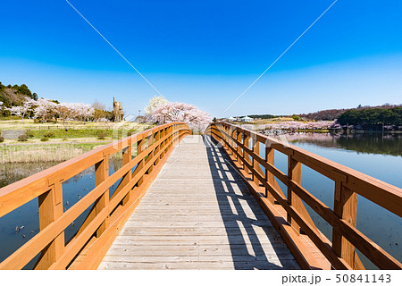 宮城平筒沼ふれあい公園の橋と満開の桜 宮城平筒沼ふれあい公園の橋と満開の桜 50841143