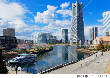 横浜みなとみらいと満開の桜 横浜みなとみらいと満開の桜 50841471